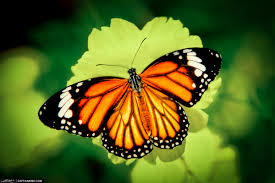 butterfly1