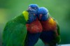birds-10031[1]
