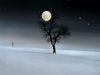 full-moon-snow-tree-walk