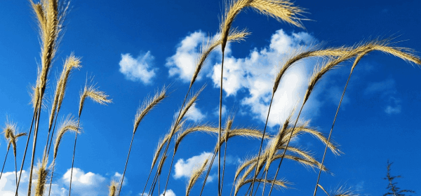 basak-burcunda-yeniay