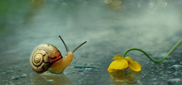 balıkta yeniay -2021